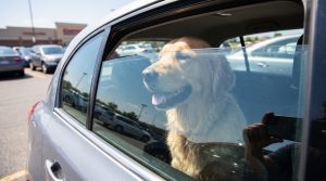 Hund im Auto lassen